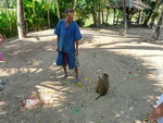 Puket Explorer  Kokusnussernte mit einem Makaken-Affen (TH).